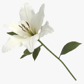 Lilium - White 3D model